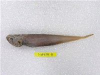 藏品(喬氏短稚鱈)的圖片